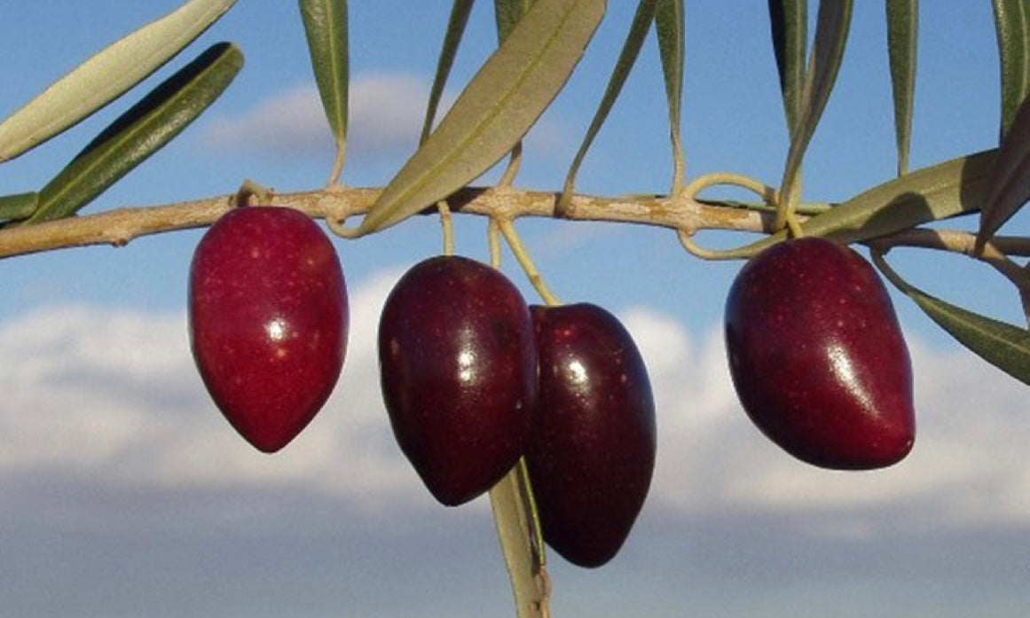 Picual oil: cultivation and use in gastronomy