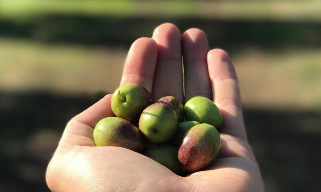 Changlot Real variety: characteristics and gastronomy