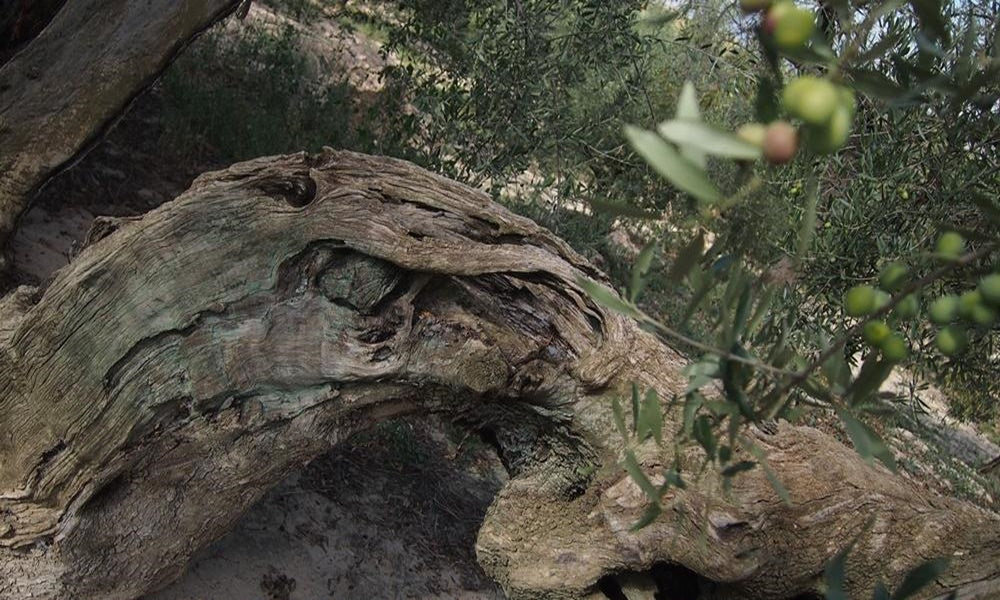 World olive day: its origins in the Valencian Community