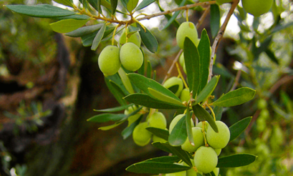 The variety of "blanqueta" olives, its oil and its benefits