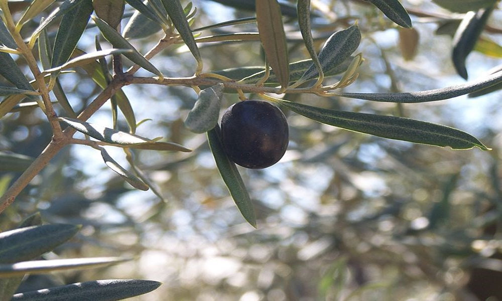 The Changot Real olive, its benefits and properties