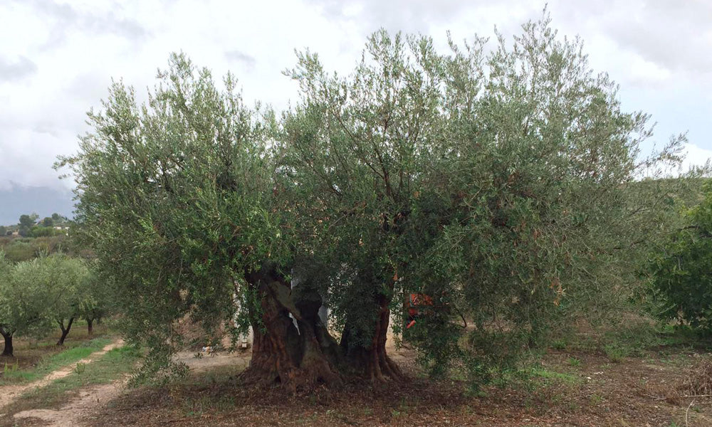 ¿Qué es la agricultura ecológica?