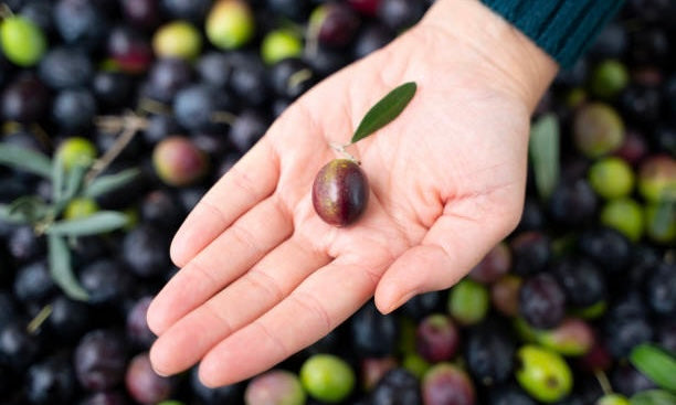 Arten von Olivenl: Picual, Arbequina und Hojiblanca