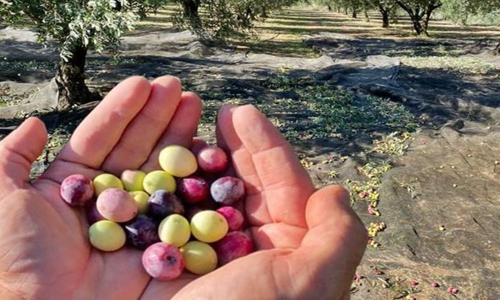 Collection of olives to make olive oil and its cultivation phases