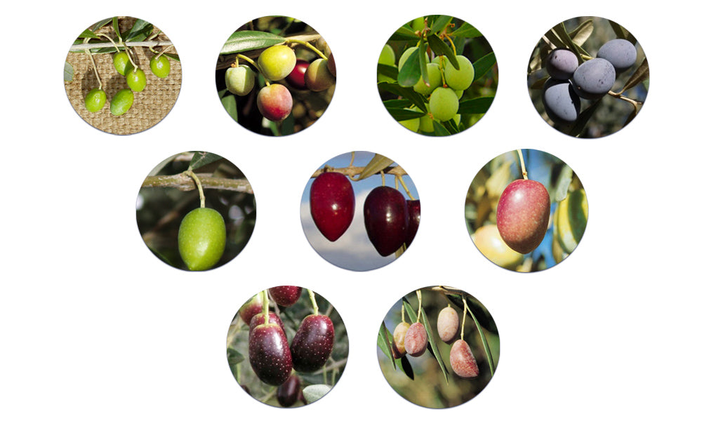 The Varieties of Olive Oil – Types