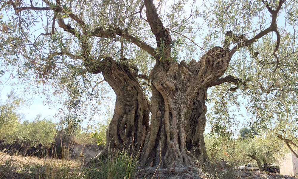 Millenary olive trees, resistant and unique trees