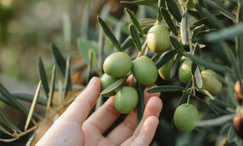 How much oil does an olive tree produce?