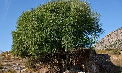 Differences between Acebuche and Olive Tree