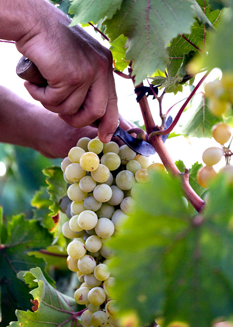 LES FRESES | MOSCATEL DULCE (5287942619288)