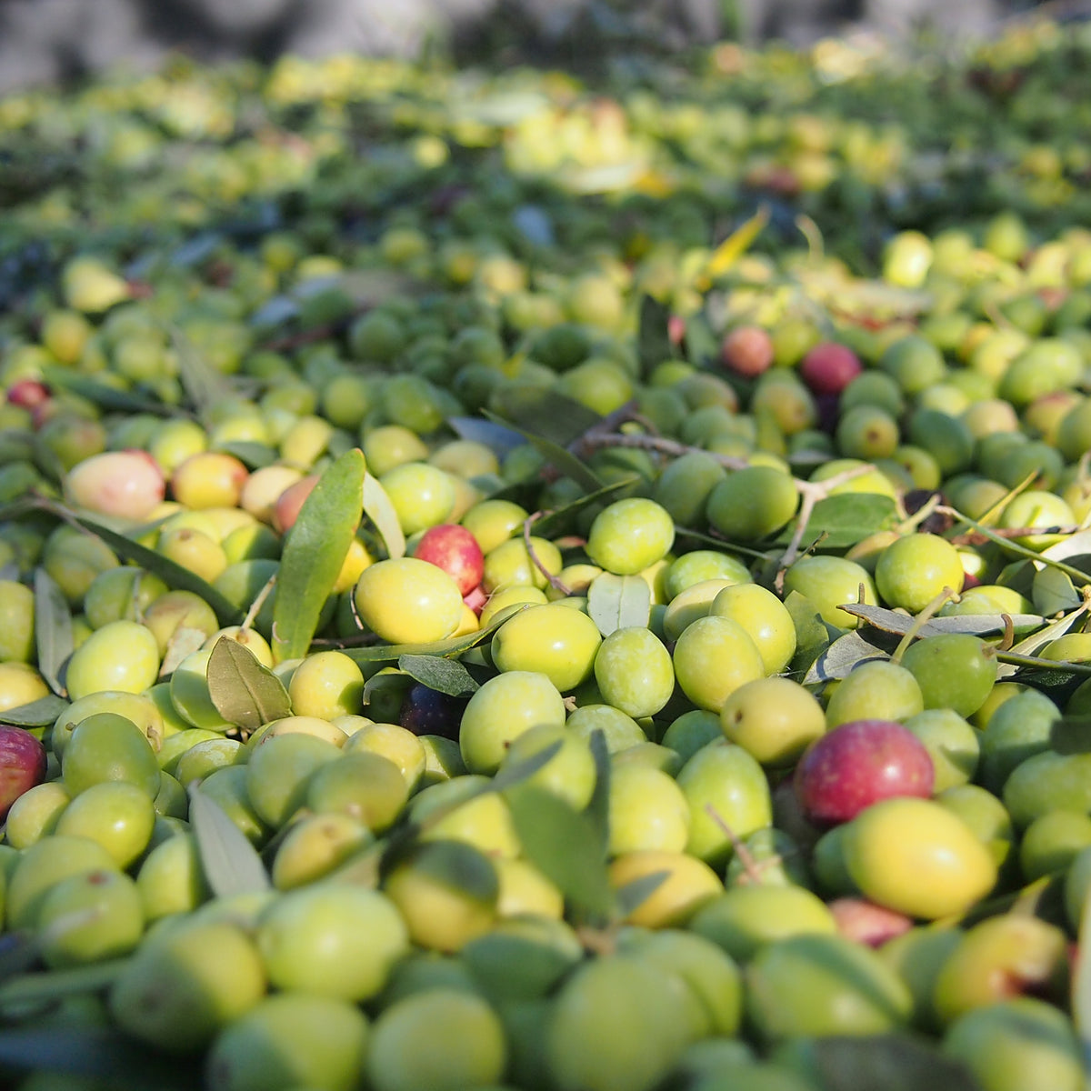 9 OLIVERES | DEGUSTACIÓN | 6 x 500ML