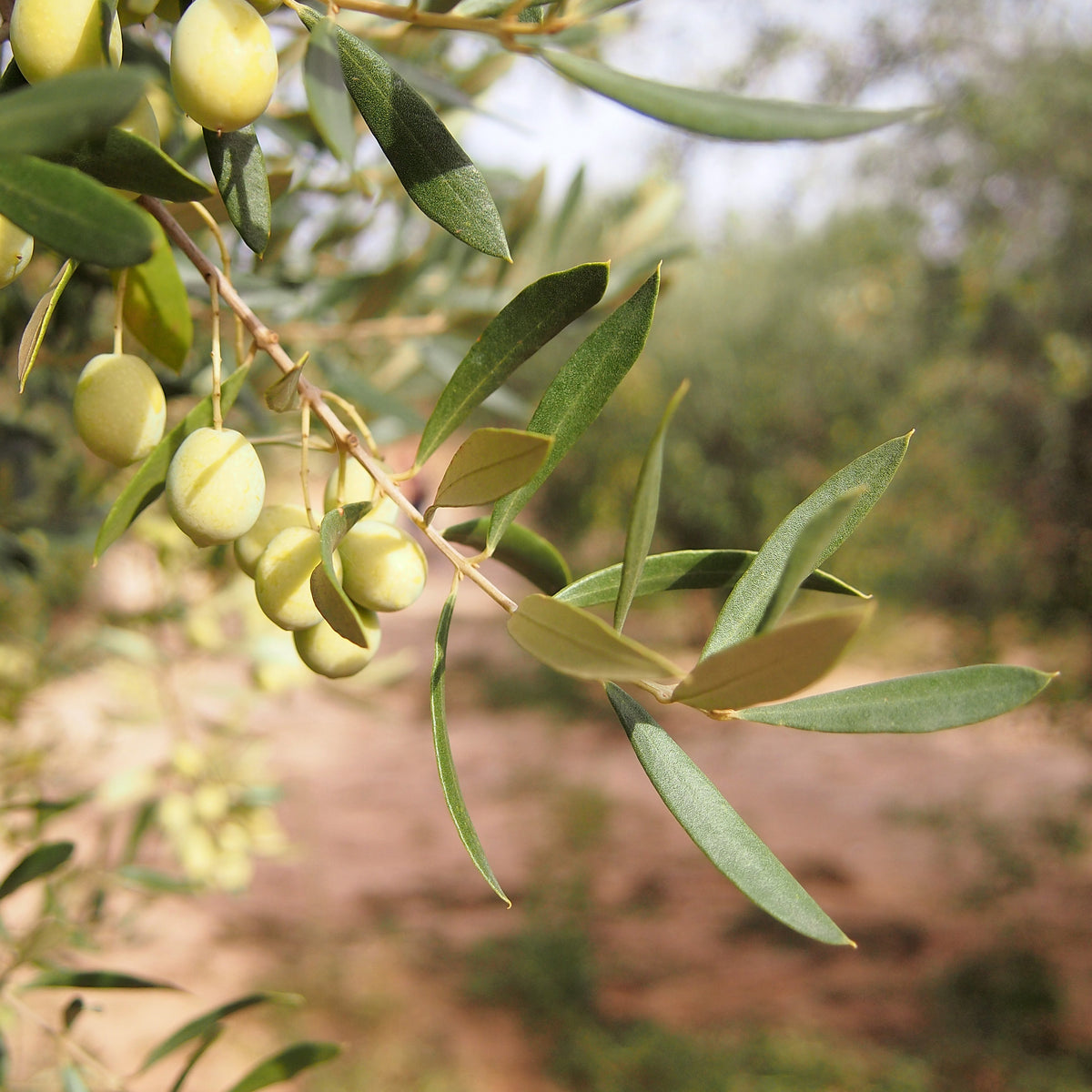 9 OLIVERES | DEGUSTACIÓN | 6 x 500ML
