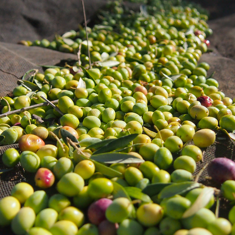 9 OLIVERES | BLANQUETA | 2.5 L (1537130987620)