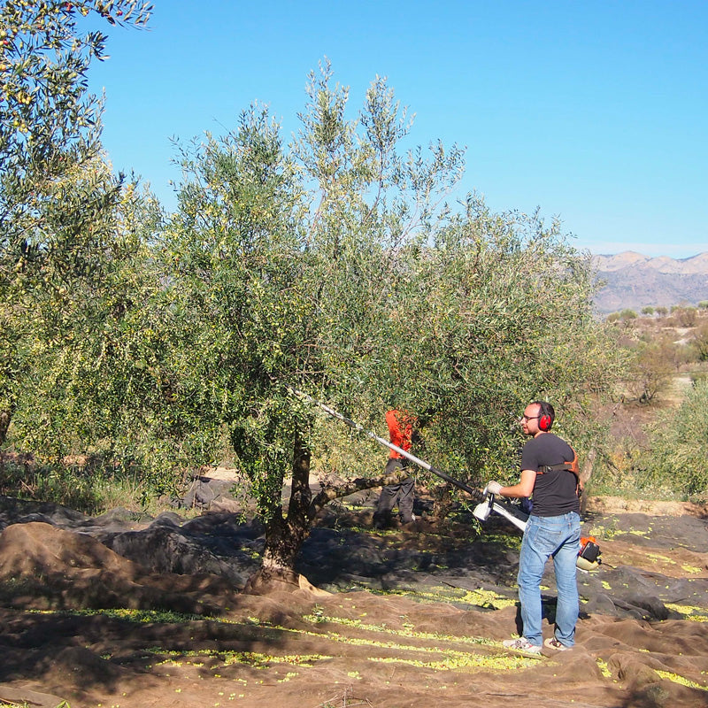 9 OLIVERES | BLANQUETA | 2 x 2.5L (3180034228324)