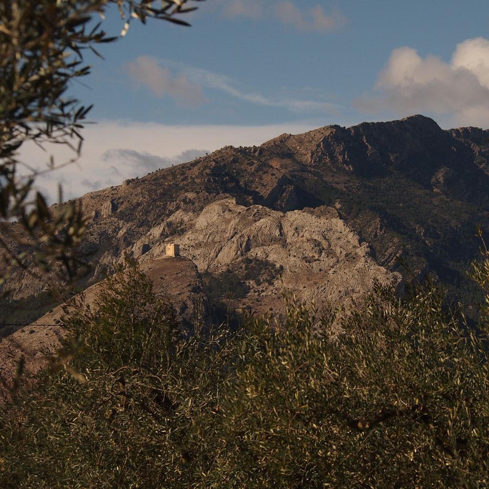 9 OLIVERES | ED. LIMITADA | 6 x 500ML (4626303287396)