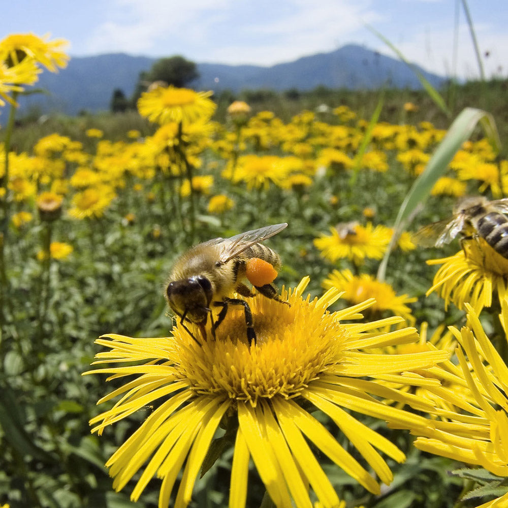 MIEL ECOLÓGICA | MIL FLORES (5780567785624)