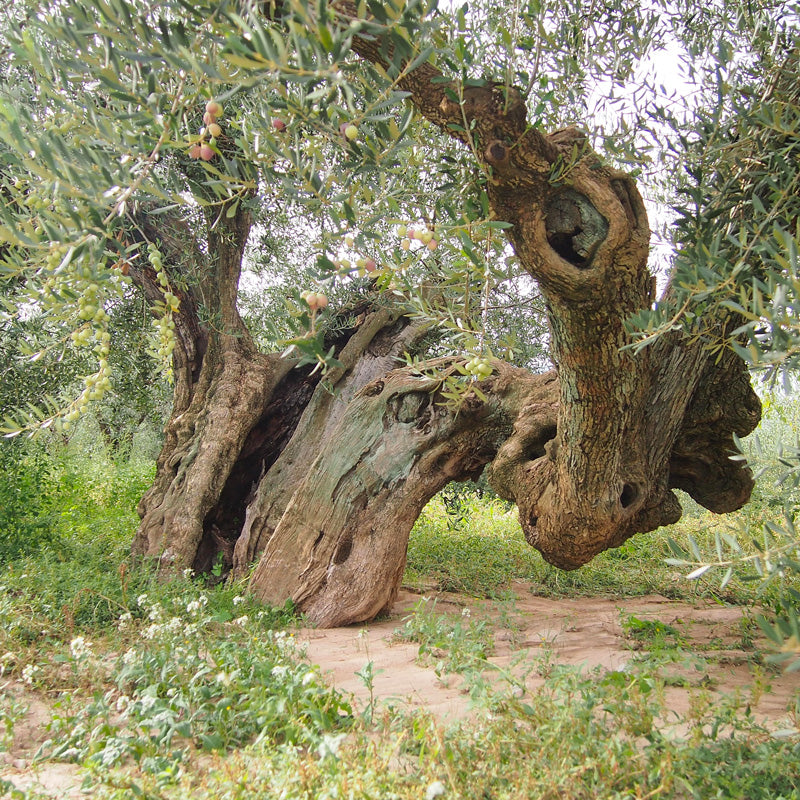 9 OLIVERES | BLANQUETA | 2.5 L (1537130987620)