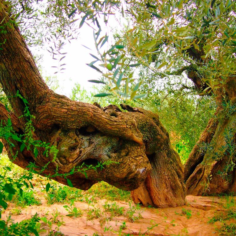 9 OLIVERES | BLANQUETA | 2.5 L (1537130987620)