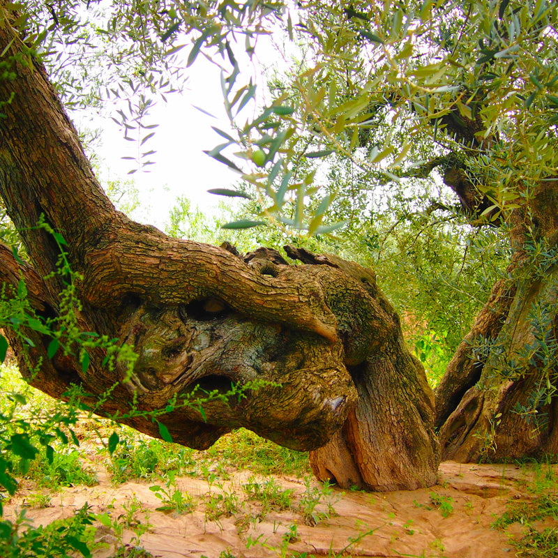 9 OLIVERES | ED. LIMITADA | 6 x 500ML (4626303287396)