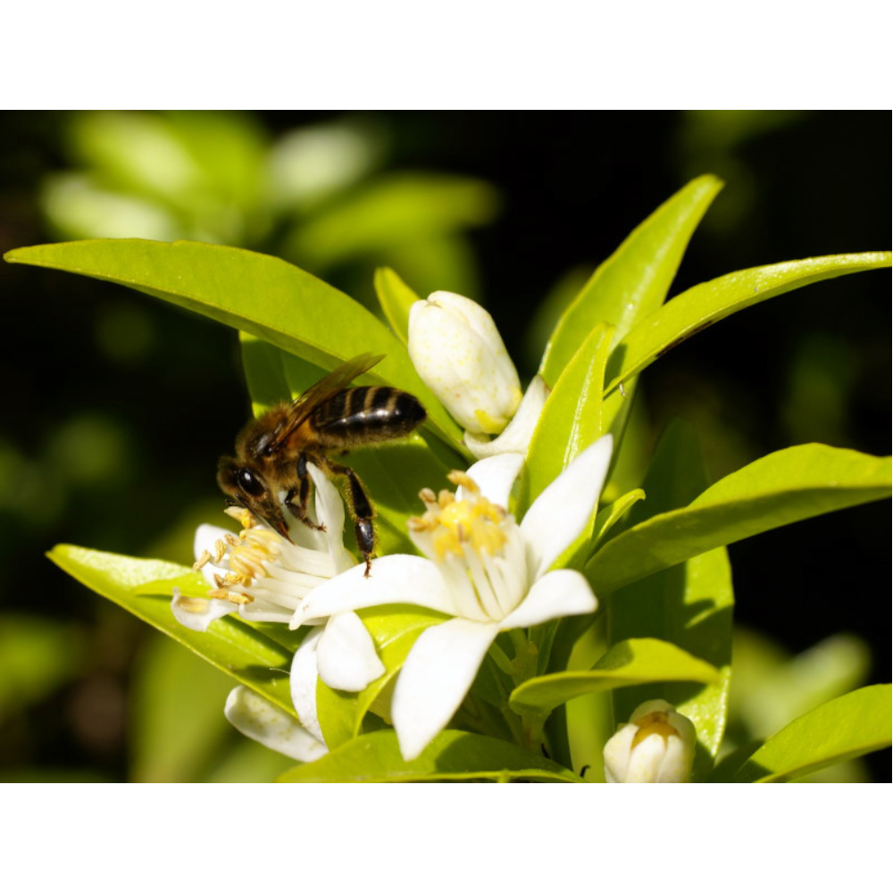 MIEL ECOLÓGICA | NARANJO-AZAHAR (5780416823448)