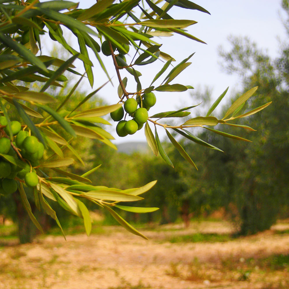 9 OLIVERES | BLANQUETA | 6 x 500ML (1719606542436)