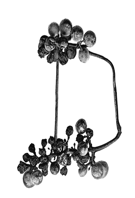 LES FRESES | MOSCATEL DULCE (5287942619288)