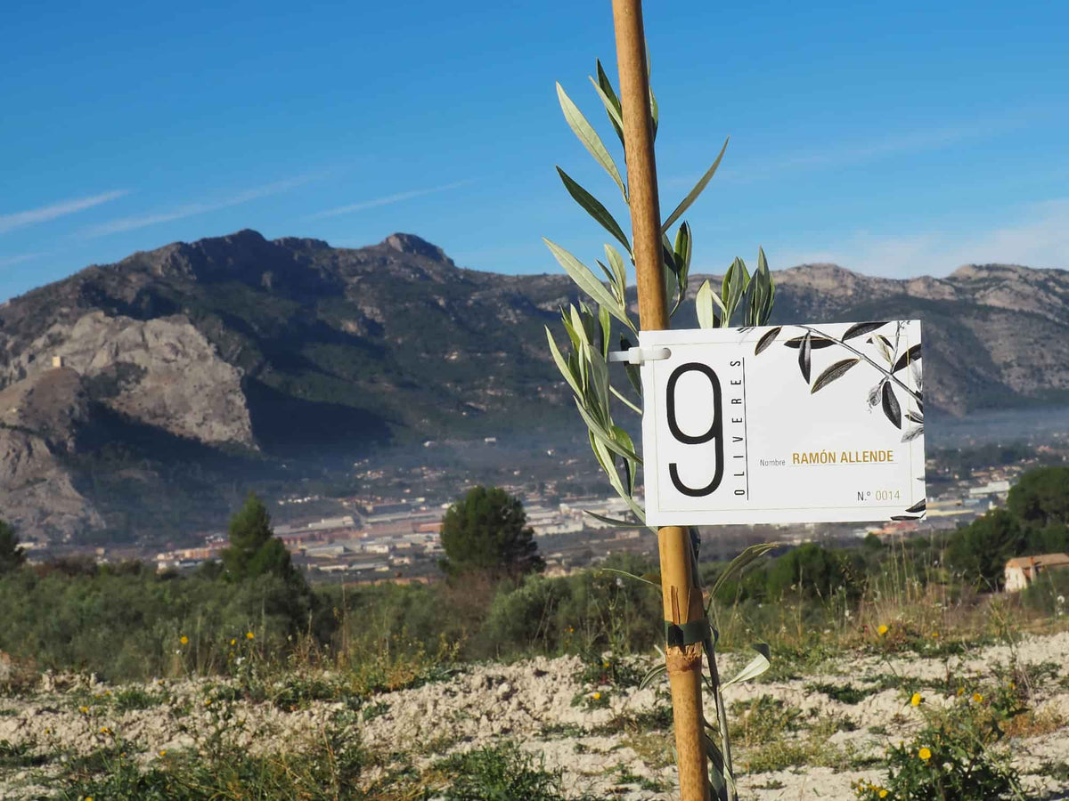 9 OLIVERES | ADOPTA UN OLIVO