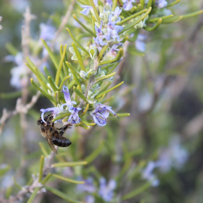 MIEL ECOLÓGICA | ROMERO (5780377370776)